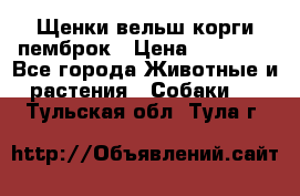 Щенки вельш корги пемброк › Цена ­ 70 000 - Все города Животные и растения » Собаки   . Тульская обл.,Тула г.